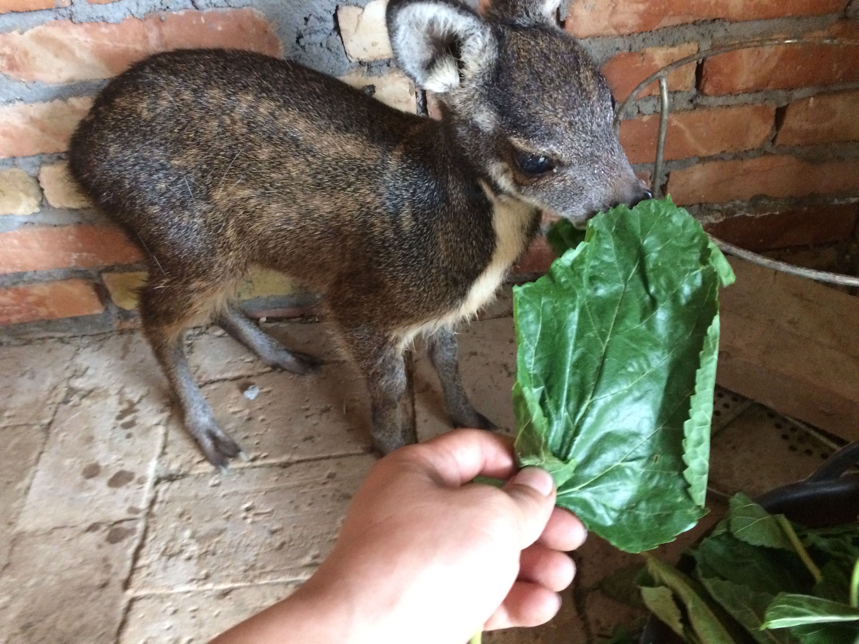 種用仔麝